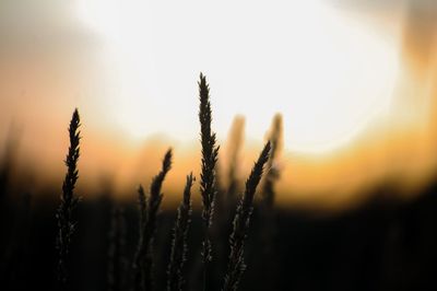 Close-up of stalks in field against sunset