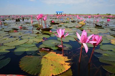 Close-up of pink water lily in lake