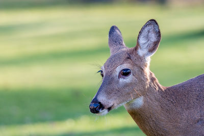 Close-up portrait of deer