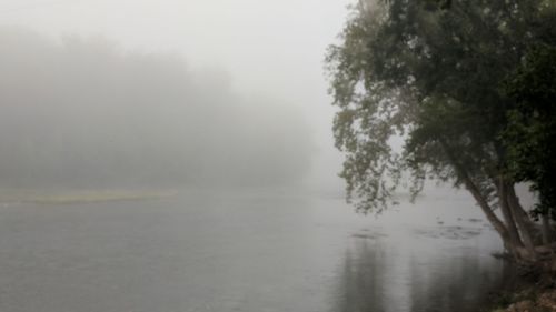 Trees by lake against sky