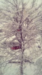 Snow covered bare trees