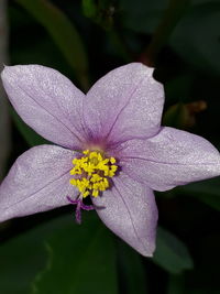 Close-up of purple flowering plant