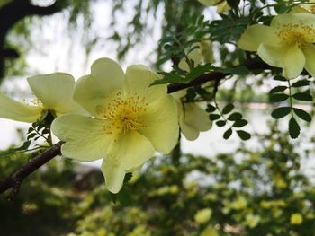 Close-up of yellow flowers