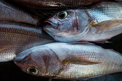 Close-up of fish