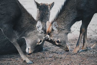 Deer in a field