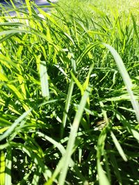Plants growing in park