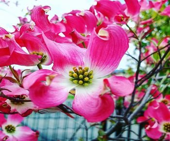 Close-up of pink flowers