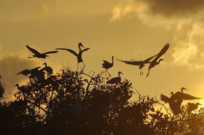 Silhouette herons on tree against cloudy sky during sunset