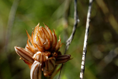 Close-up of flowering plant