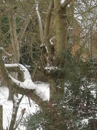 Frozen trees in forest during winter