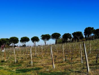 Trees on field against clear blue sky