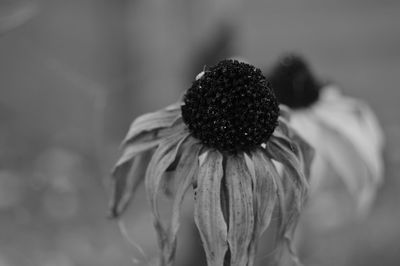 Close-up of flower blooming outdoors