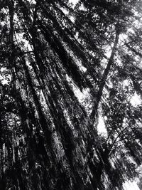 Low angle view of trees in forest