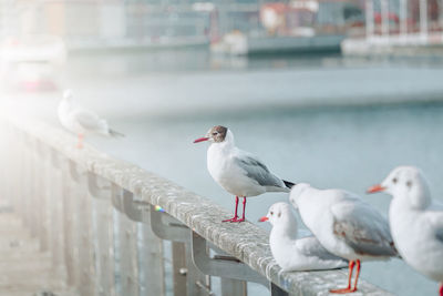 Close-up of seagull perching on railing