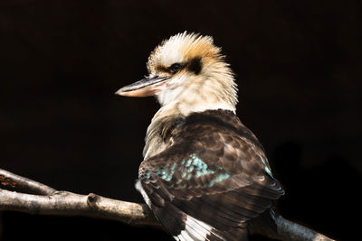 Close-up of a bird