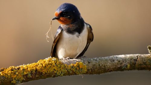 Close-up of bird perching on branch