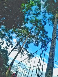 Low angle view of trees against blue sky