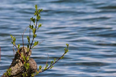 Close-up of plant against lake