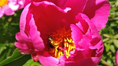 Close-up of bee on pink flower