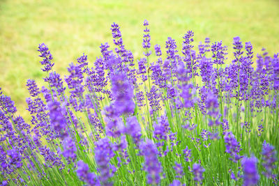 Close-up of purple lavender flowers on field