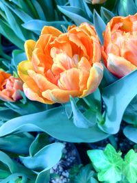 Close-up of orange flower