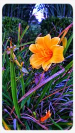 Close-up of yellow flowers