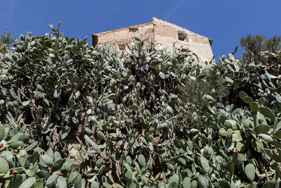 Low angle view of plants against sky