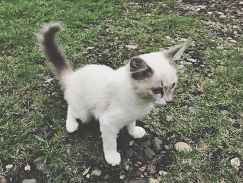 High angle view of cat on field