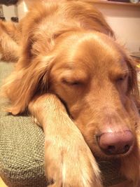 Close-up of dog resting