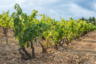 Vineyard against sky