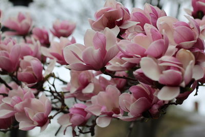 Close-up of pink cherry blossoms