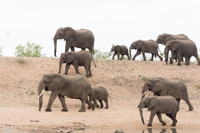 View of elephant walking