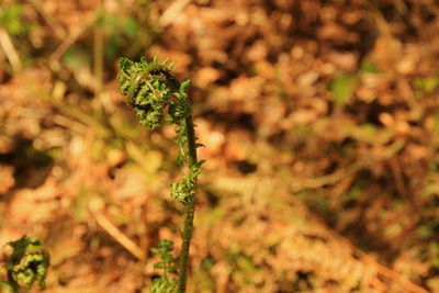 Close-up of plant on field