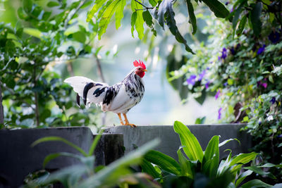 Close-up of bird perching on plant