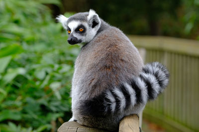 Close-up of lemur sitting outdoors