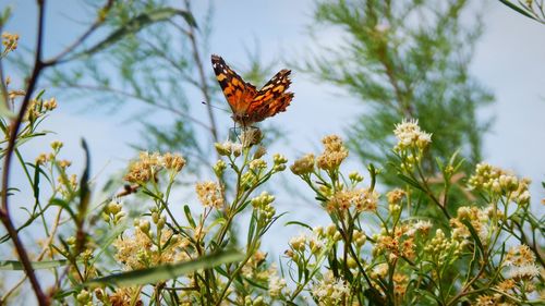 Close-up of butterfly pollinating on flower