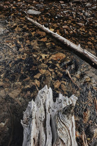 High angle view of wood on field