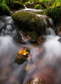 Stream flowing through mossy rocks in forest