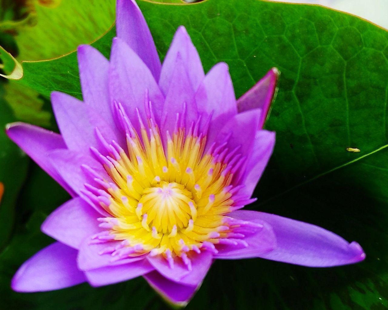 CLOSE-UP OF FLOWER AGAINST BLURRED PLANTS