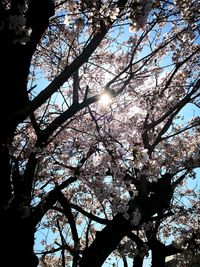 Low angle view of cherry blossoms against sky