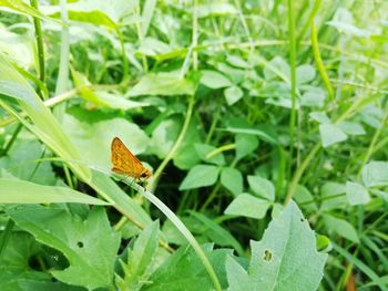 Close-up of butterfly on leaf