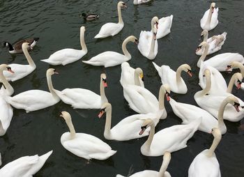 A whooper swan among mute swans