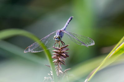 Close-up of insect on leaf