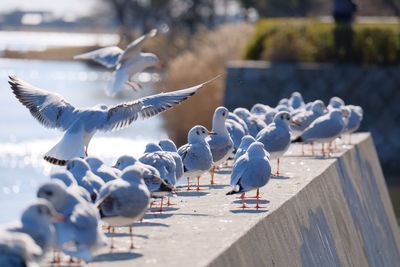 Seagulls flying over water