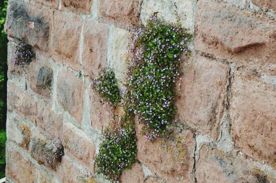 Close-up of stone wall