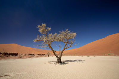 Tree on desert against clear sky