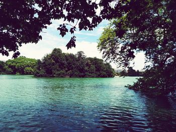 Scenic view of lake in forest against sky