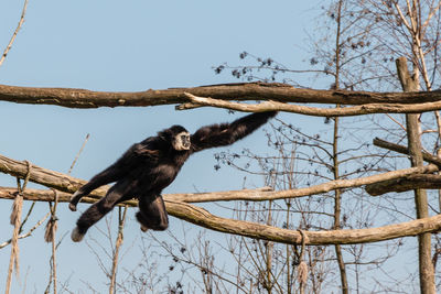 Low angle view of monkey on tree branch against sky