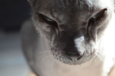 Close-up of cat