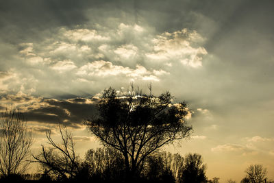 Low angle view of silhouette trees against sky at sunset